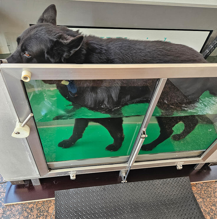Unterwasserlaufband für Tiere